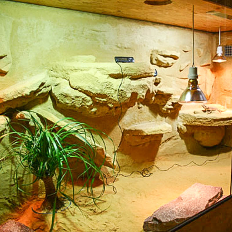 Terrarium mit unbedenklichen Lehmputz